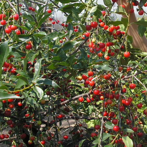 Черешов сорт Маяк