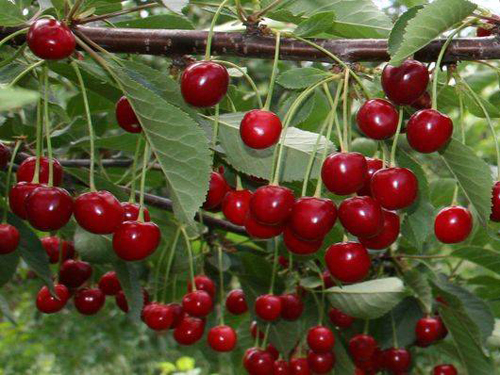 Сорт череша Zagorievskaya