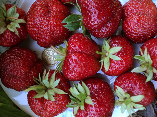 Jahodová odroda Pandora (Molling Pandora)