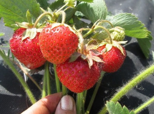 Ягодов сорт Витяз