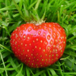 Ягодов сорт Заря