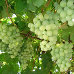 Talisman szőlőfajta (Kesha 1)