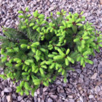 เซอร์เบียโก้เก๋ Karel