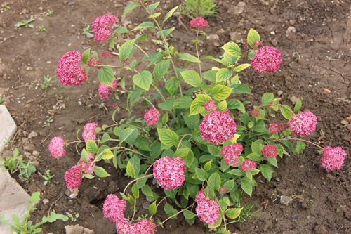 Хортензия дървовидна розова Анабел (Pink Annabelle)