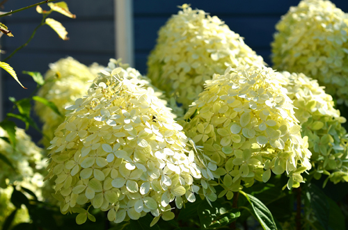 Hydrangea paniculata Limelight