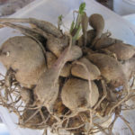 Quando obter dálias para germinação?