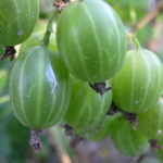 Сорт цариградско грозде Уралски изумруд