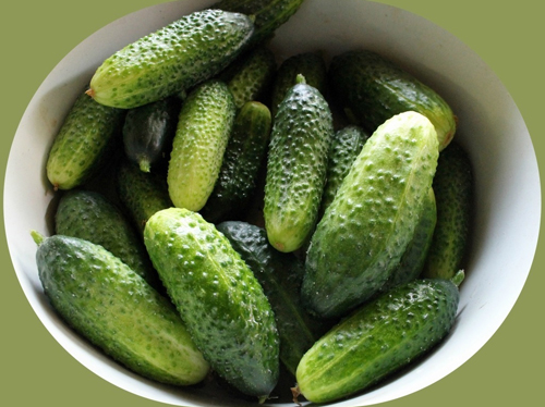 Краставица сорт Хрустик (F1)