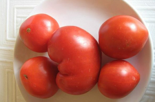 Сорт домати EM-Champion