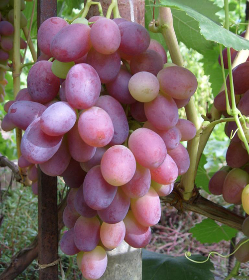 Сорт грозде Ризамат