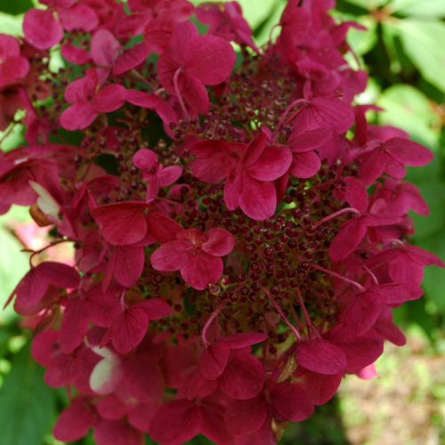 Hydrangea paniculata Wims червено