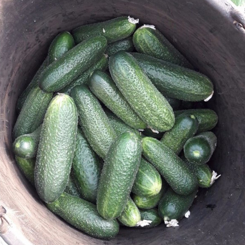 Краставица сорт Диригент (F1)