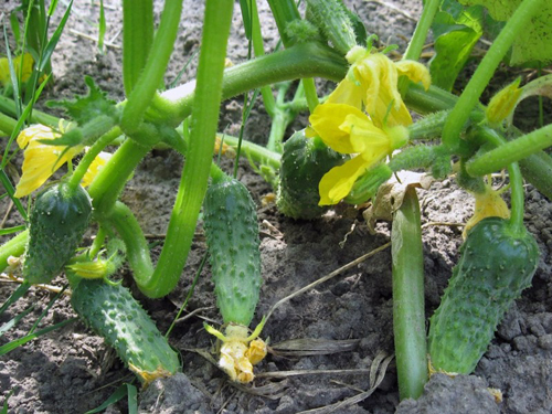 Краставица сорт Серпентин