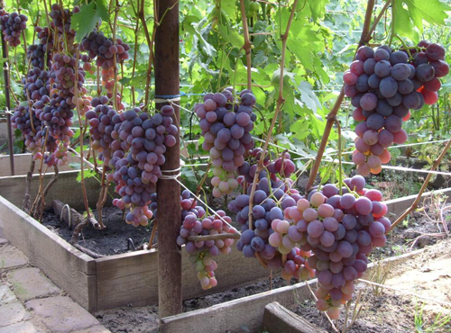 Сорт грозде Низина