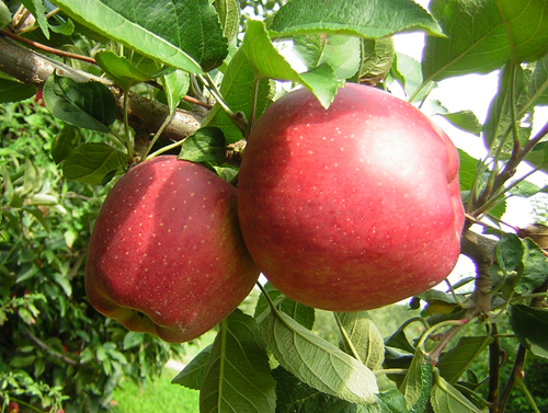 Сорт ябълка Red Delicious