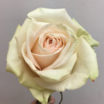 Rózsa La perla (La perla)