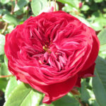 Роза Мона Лиза (Mona Lisa)