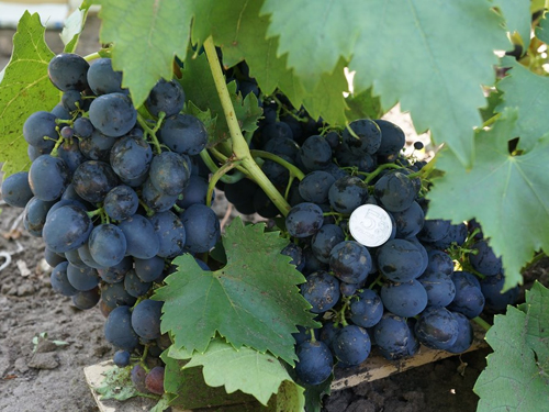 Сорт грозде Сфинкс