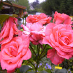 Роза Кимоно