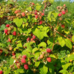 Aveņu šķirne Meteor