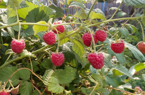 Сорт малина Новост Кузмина